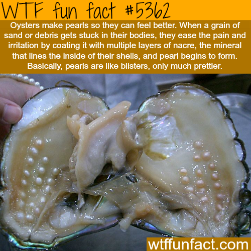 wtf facts - pearls are made - Wtf fun fact Oysters make pearls so they can feel better. When a grain of sand or debris gets stuck in their bodies, they ease the pain and irritation by coating it with multiple layers of nacre, the mineral that lines the in