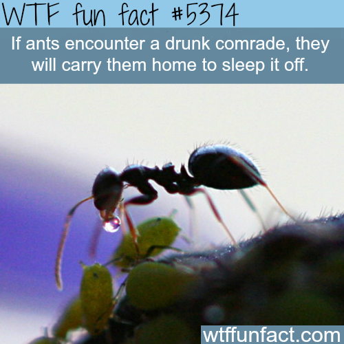 wtf facts - Wtf fun fact If ants encounter a drunk comrade, they will carry them home to sleep it off. wtffunfact.com