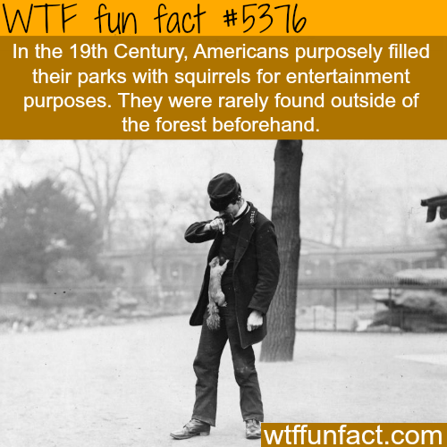 wtf facts - human behavior - Wtf fun fact In the 19th Century, Americans purposely filled their parks with squirrels for entertainment purposes. They were rarely found outside of the forest beforehand. wtffunfact.com