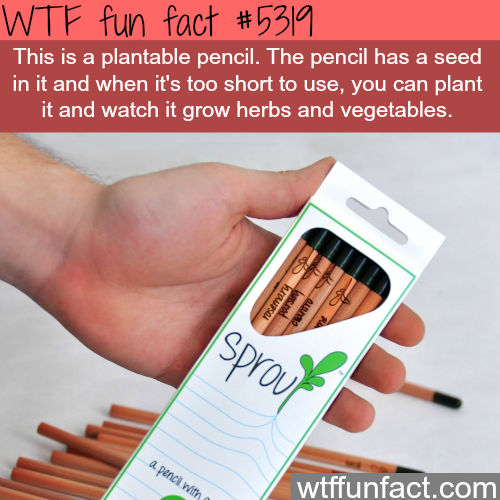 wtf facts - plant pencil - Wtf fun fact This is a plantable pencil. The pencil has a seed in it and when it's too short to use, you can plant it and watch it grow herbs and vegetables. Pro a pencil with wtffunfact.com