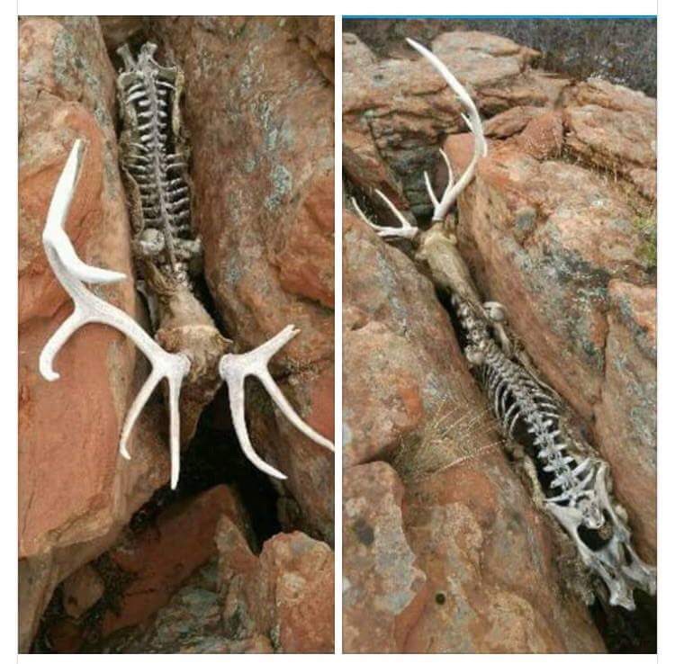 deer skeleton stuck in rocks
