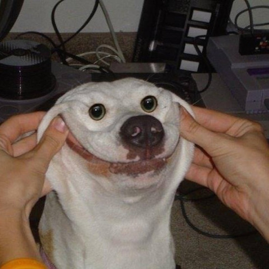 funny pic smiley doggo