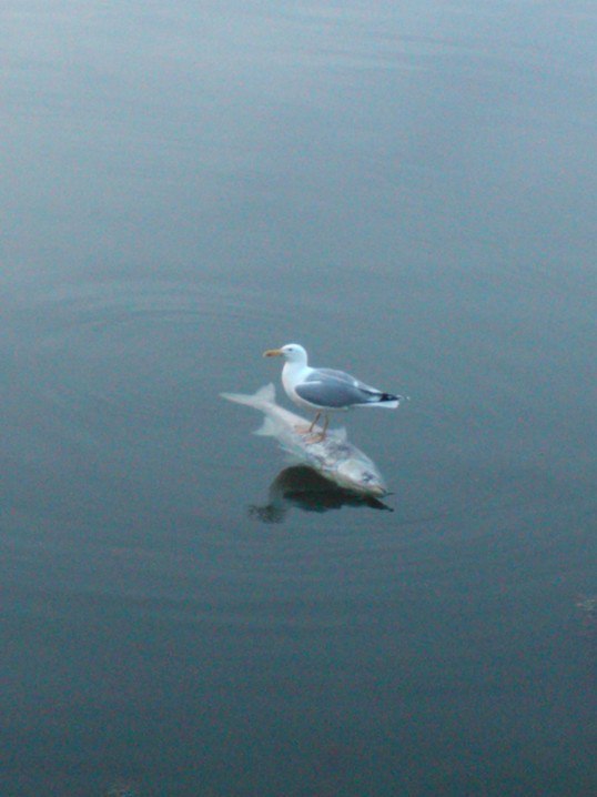 seagull standing on dead fish - N