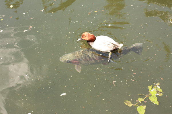 duck riding fish
