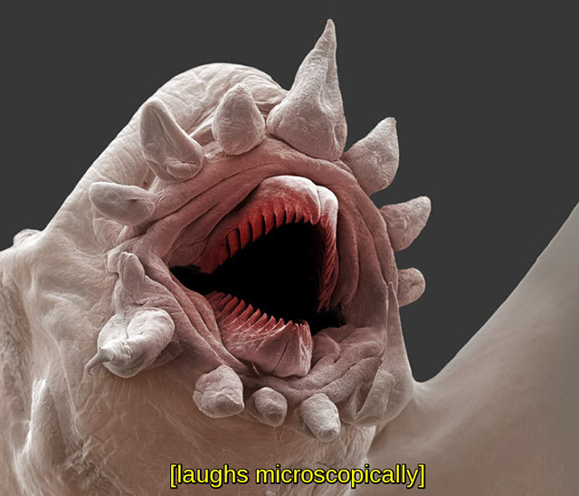 laughs microscopically - laughs microscopically