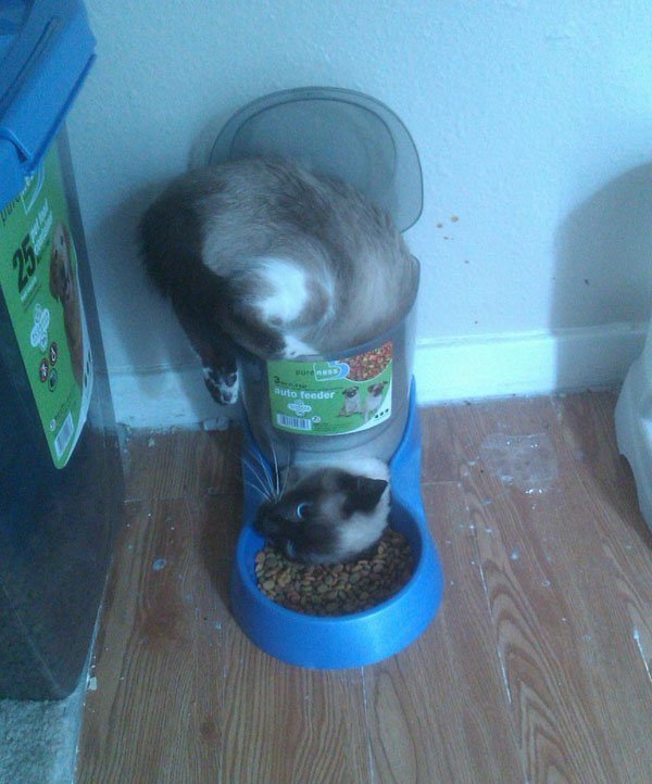 cat stuck funny - auto feeder