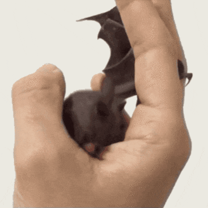 bat licking hand batman