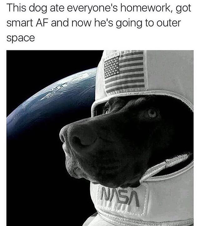 houston we have a good boy - This dog ate everyone's homework, got smart Af and now he's going to outer space Nsa