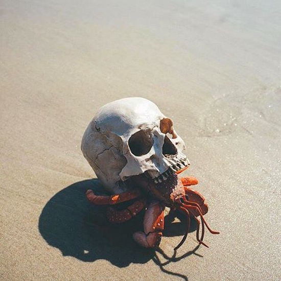 crab on skull