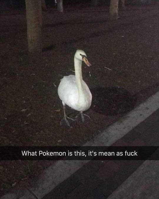 pokemon is this its mean as fuck - What Pokemon is this, it's mean as fuck