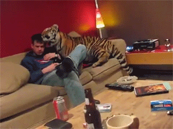 internet people with pet tigers