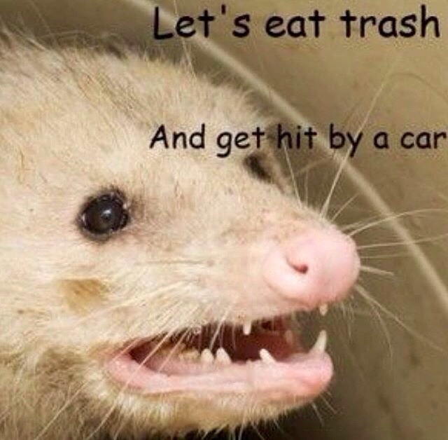 internet possum valentines day card - Let's eat trash And get hit by a car