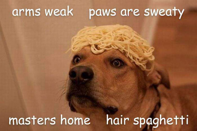 internet dog spaghetti meme - arms weak paws are sweaty masters home hair spaghetti
