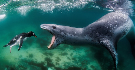 Leopard Seal Nabs Penguin in the Antarctic