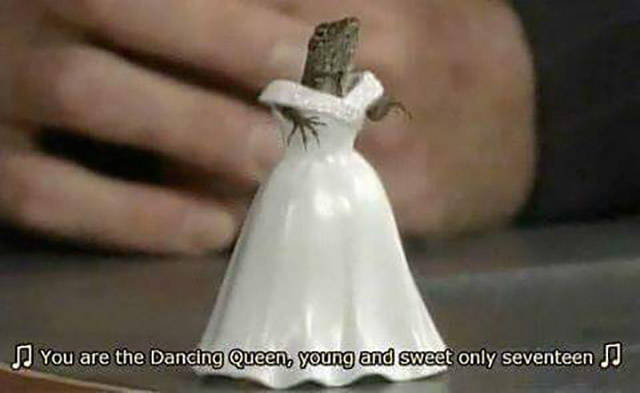 you are the dancing queen young and sweet only seventeen - You are the Dancing Queen, young and sweet only seventeen