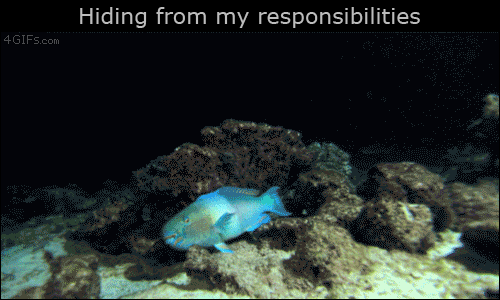 fish hiding from sharks - Hiding from my responsibilities 4 GIFs.com