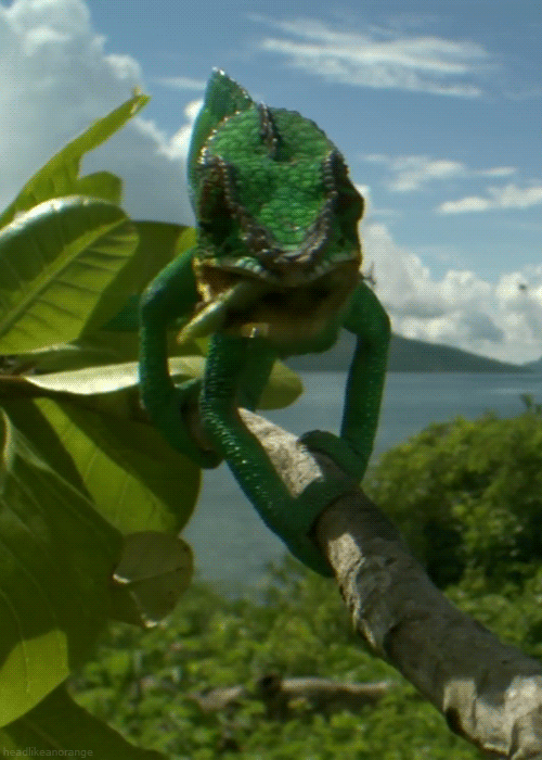 chameleon eating animated gif