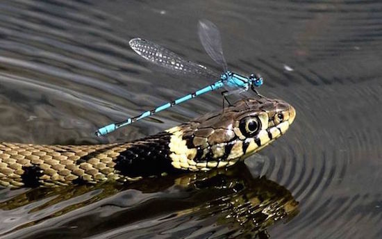 grass snake swimming