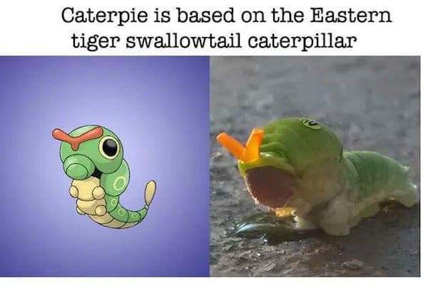 Real World Animals That Inspired Pokémon