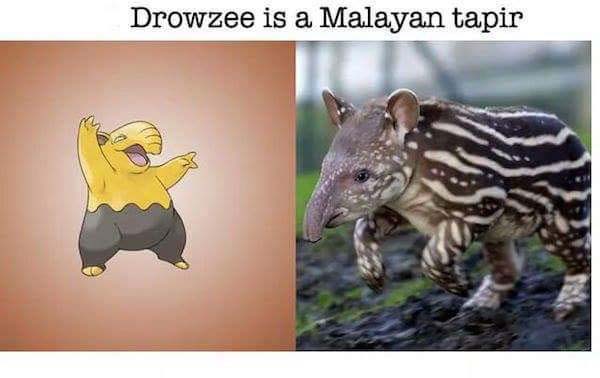 Real World Animals That Inspired Pokémon