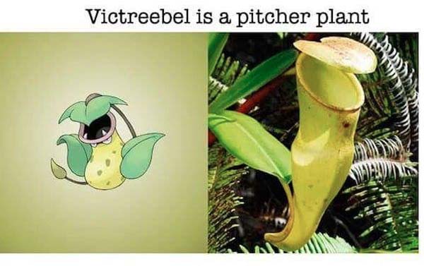 Real World Animals That Inspired Pokémon