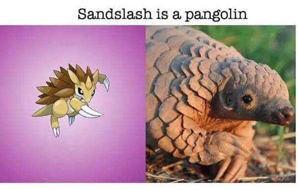 Real World Animals That Inspired Pokémon