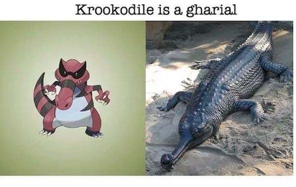 Real World Animals That Inspired Pokémon