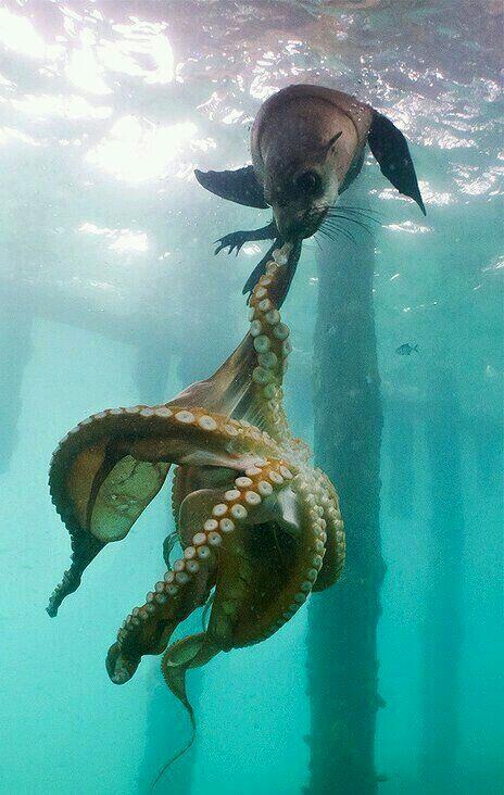 kraken underwater