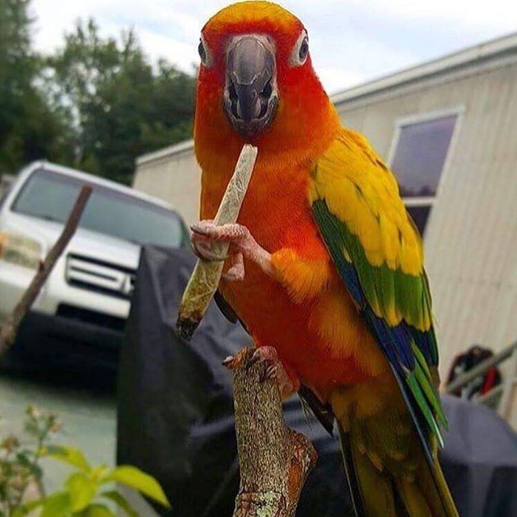 parrot smoking weed