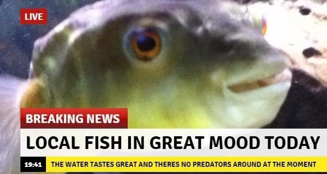 breaking news funny - Live be Breaking News Local Fish In Great Mood Today The Water Tastes Great And Theres No Predators Around At The Moment