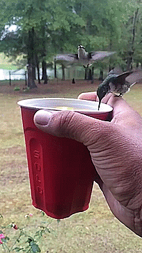 hummingbird drinking gif