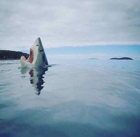 Shark Stubbed His Toe On A Coral Reef