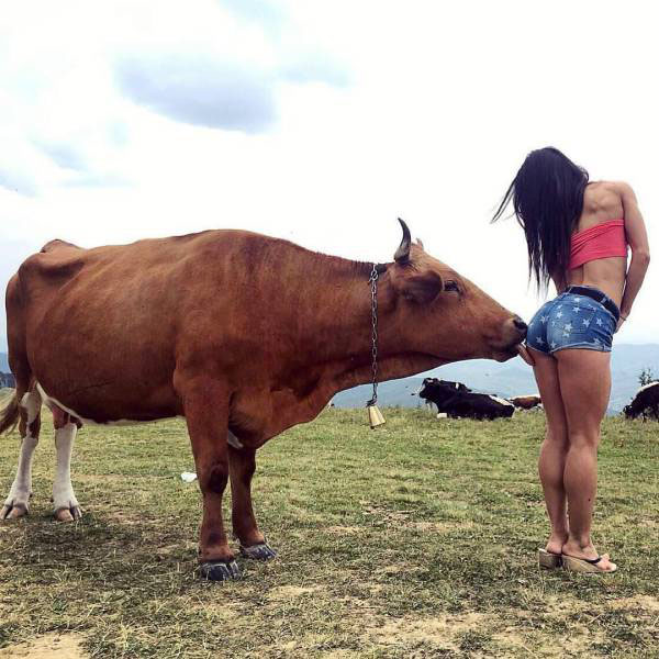 cow licking butt