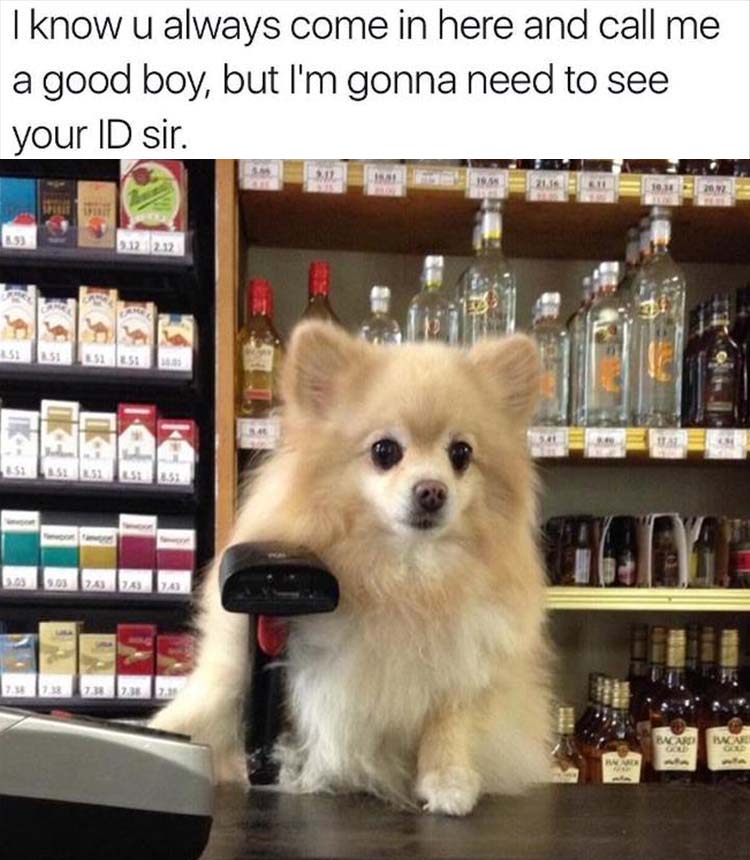 i m gonna need to see some id - I know u always come in here and call me a good boy, but I'm gonna need to see your Id sir. 012212 151 15