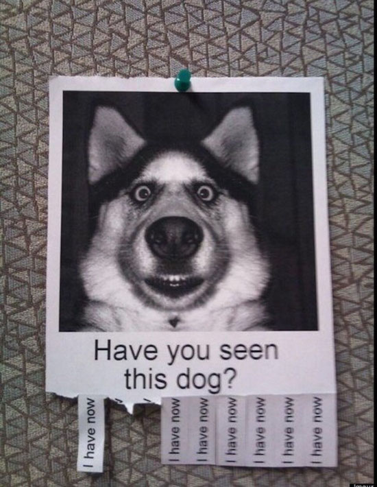 have you seen this dog - I have now I have now this dog? Have you seen I have now have now I have now I have now I have now