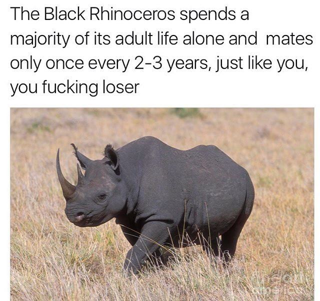 black rhinoceros meme - The Black Rhinoceros spends a majority of its adult life alone and mates only once every 23 years, just you, you fucking loser