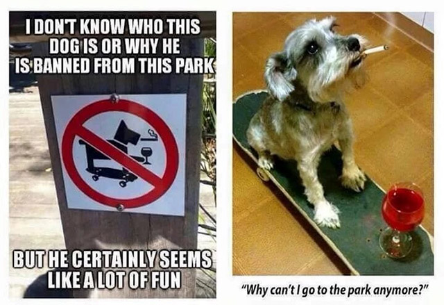 dog banned from park meme - I Dont Know Who This Dog Is Or Why He Fis Banned From This Park But He Certainly Seems A Lot Of Fun Doudows "Why can't I go to the park anymore?"