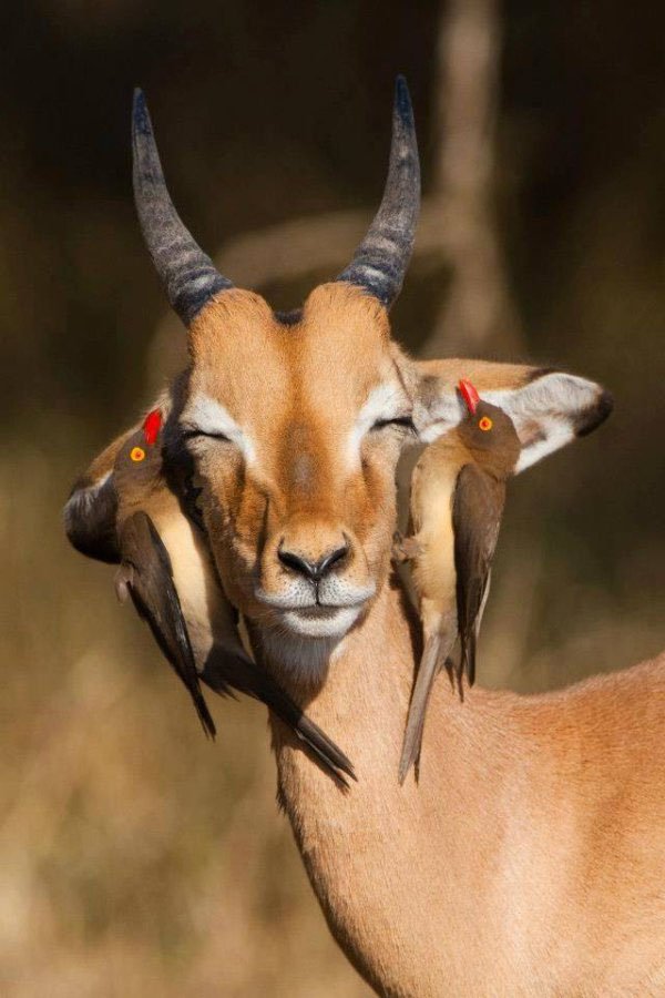 impala and red billed oxpecker