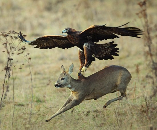 golden eagle hunting deer