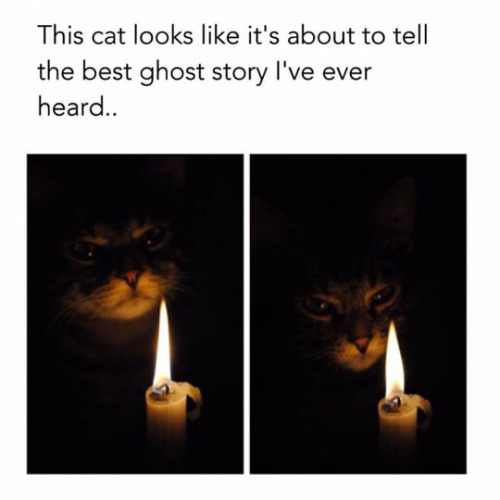 ghost story cat - This cat looks it's about to tell the best ghost story I've ever heard..