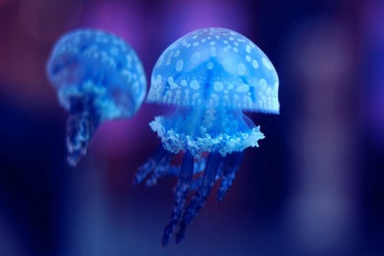 beautiful blue jellyfish