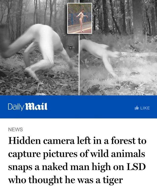 hidden camera forest - Daily Mail I News Hidden camera left in a forest to capture pictures of wild animals snaps a naked man high on Lsd who thought he was a tiger