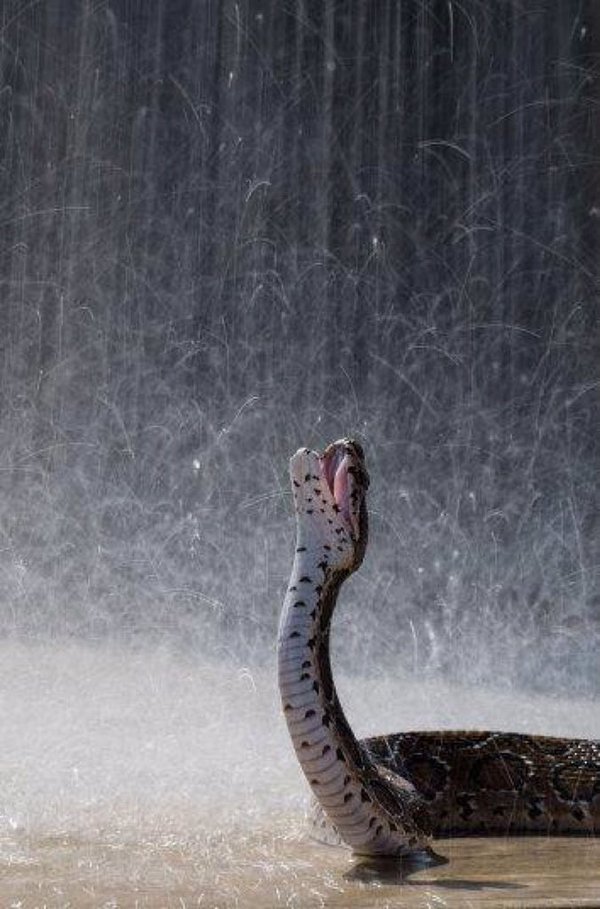 rain snake