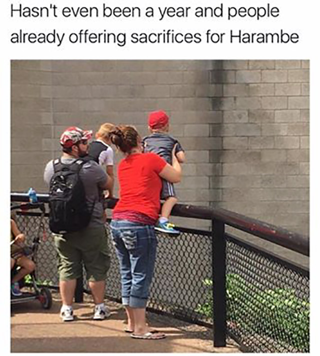 harambe 1 year anniversary - Hasn't even been a year and people already offering sacrifices for Harambe D In