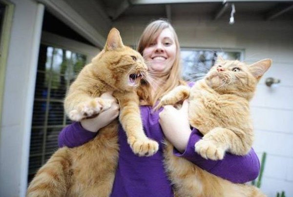 very large cats