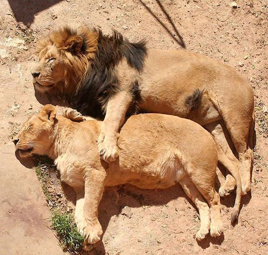lion and lioness sleeping