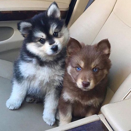 black dogs with blue eyes