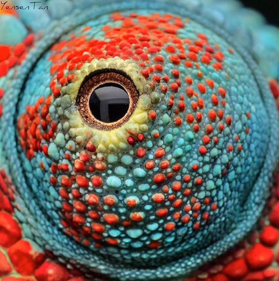 macro chameleon eyes