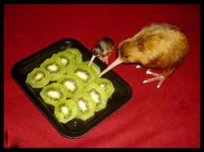 kiwi eating kiwi