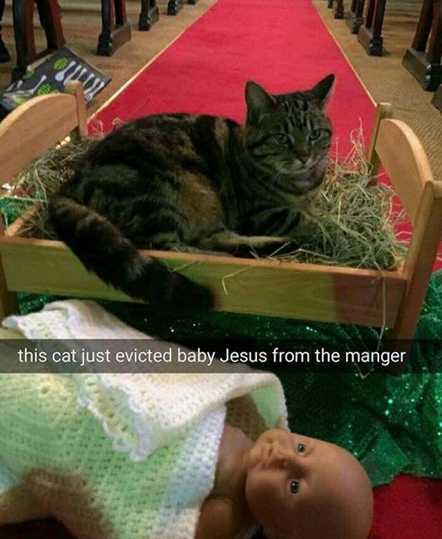 cats in nativity scenes - this cat just evicted baby Jesus from the manger